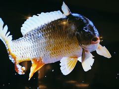 -阿五黄河大鲤鱼(英协路店)