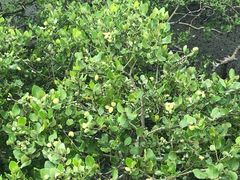 -北海金海湾红树林生态旅游区