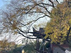 -八大山人梅湖景区