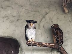 -吉隆坡雀鸟公园