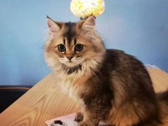-猫咪咖啡·猫咖(万达广场店)