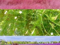 -嘉北郊野公园