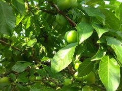 -龙湖东院农庄(乡间小路店)