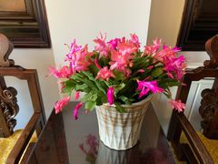 -十八棵（老龙井）御茶园(老龙井店)