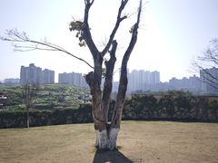 -重庆平顶山公园