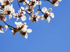 -中央广播电视塔