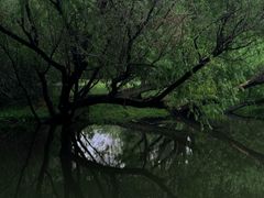 -上海共青森林公园