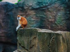 -杭州野生动物世界