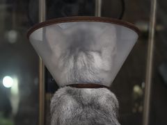 -瑞派宠物医院(锦江店)