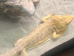 -上海大自然野生昆虫馆(东方明珠·爬宠昆虫探索中心)