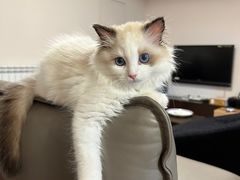 -东方名猫馆·英短金渐层布偶猫舍(环线广场1号楼店)