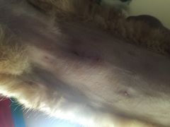 iphone_upload_pic-守诺宠物医院·眼科· 特色牙科·异宠专科(虹口店)