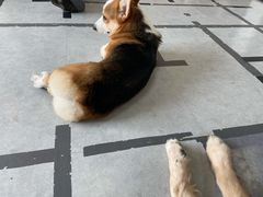 -汪说·狗咖(旺城大厦店)