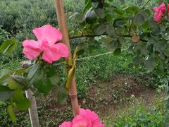 -金谷域澳洲庄园