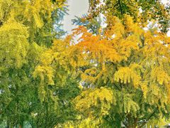 -三里屯东五街银杏大道