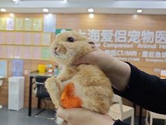 -爱侣宠医·鹦鹉专科·小型哺乳类·异宠专科(灵石路店)