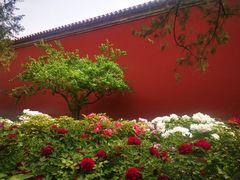 -北京市劳动人民文化宫(太庙)