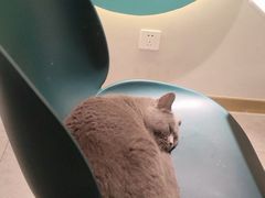 -飞行喵MR PILOT|猫舍·猫咖(静安大融城店)