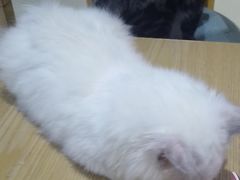 -藏猫猫咖啡主题馆(中央大道店)