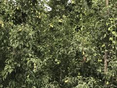 -意大利农场度假村