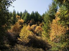 -苏木山森林公园