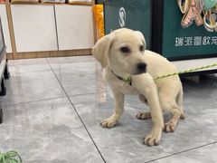 -瑞派雷欧宠物医院·24h夜诊·心脏骨科牙科·全科重症转诊中心(无影山店)