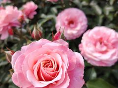 -鹅湖玫瑰文化园