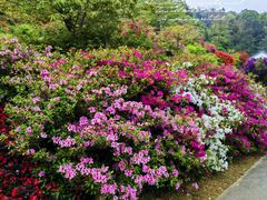 -广州市石门国家森林公园