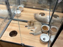 -袖虎·猫馆(体育西路店)