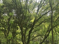 -杭州半山国家森林公园
