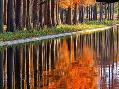 -上海共青森林公园