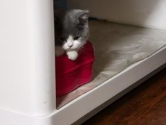 -喵zoo家庭繁育猫舍(尖东智能花园店)