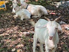 -马陆小张葡萄园农家乐