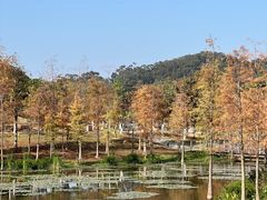 -东莞植物园