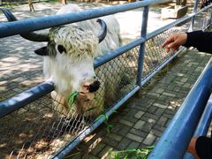 -长白岛森林公园