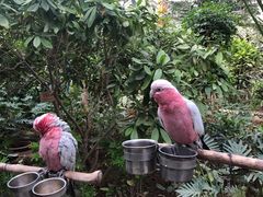 -南宫五洲植物乐园