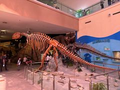 -陕西自然博物馆