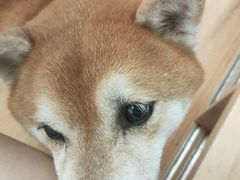 -是阿柴呀！柴犬咖啡·爱喵喵猫咖