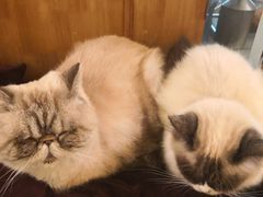 -猫色咖啡·猫咖