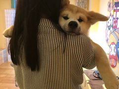 -喜柴咖啡·柴犬狗咖