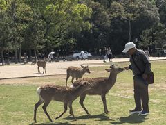 -奈良公园