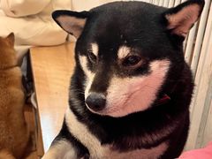 -是阿柴呀！柴犬咖啡·爱喵喵猫咖