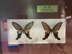 -上海昆虫博物馆