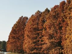 -上海海湾国家森林公园