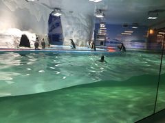 iphone_upload_pic-北戴河圣蓝海洋公园