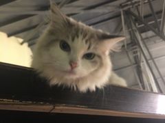 -more than meow吴止猫主题餐厅(承德 中船汇店)