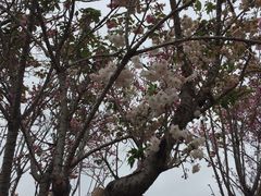 -天适樱花悠乐园