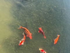 -杭州雅谷泉山庄酒店-餐厅