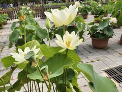 -莲花池公园