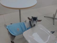 -怪兽屋·羊驼·猫咖·狗咖(俊华广场店)